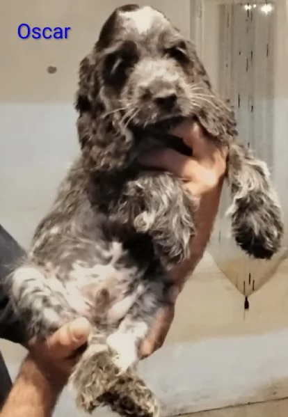 Cucciolo Cocker Spaniel Inglese Blu Roano  | Foto 5
