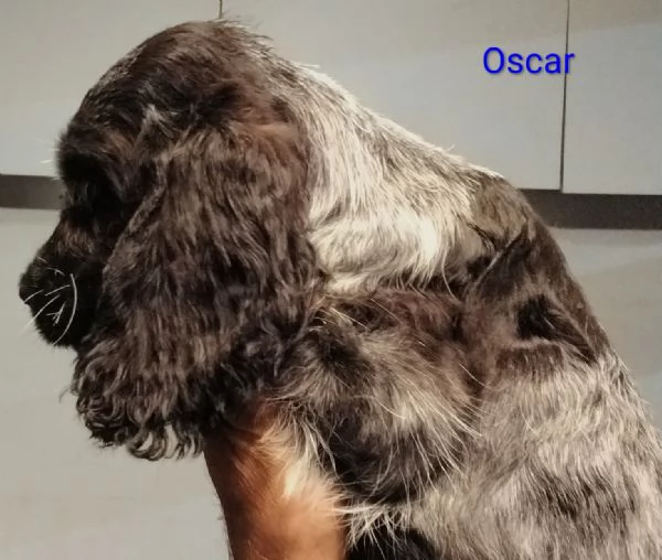Cucciolo Cocker Spaniel Inglese Blu Roano  | Foto 4
