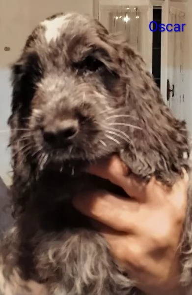 Cucciolo Cocker Spaniel Inglese Blu Roano  | Foto 3