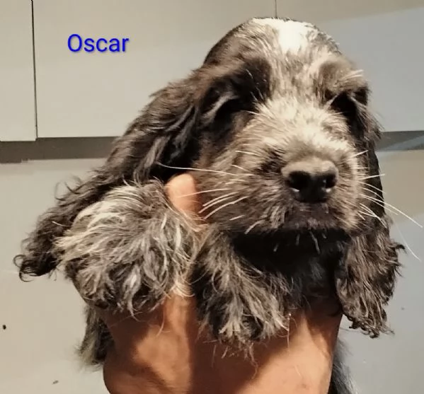 Cucciolo Cocker Spaniel Inglese Blu Roano  | Foto 2