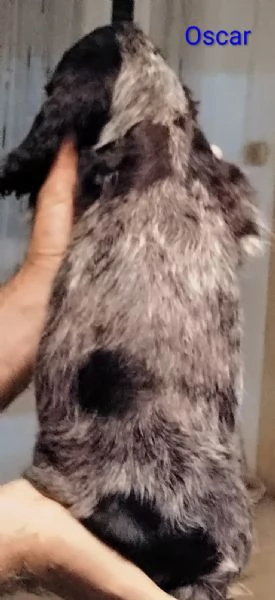 Cucciolo Cocker Spaniel Inglese Blu Roano  | Foto 1