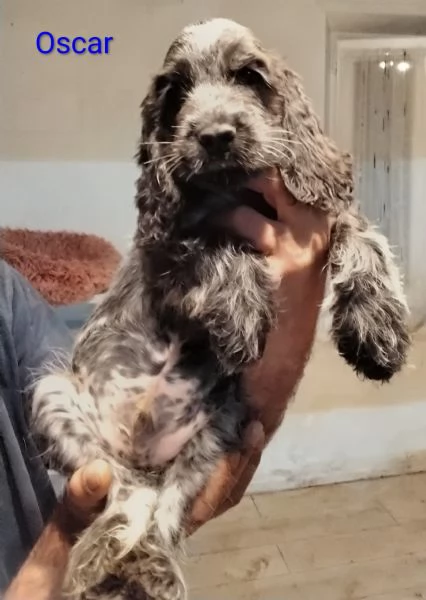 Cucciolo Cocker Spaniel Inglese Blu Roano  | Foto 0