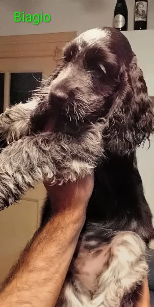 Cocker Spaniel Inglese Blu Roano  | Foto 6