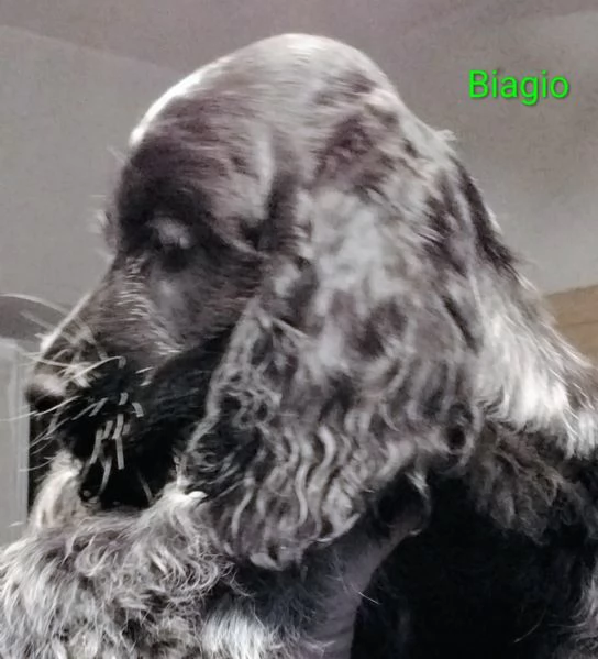 Cocker Spaniel Inglese Blu Roano  | Foto 5