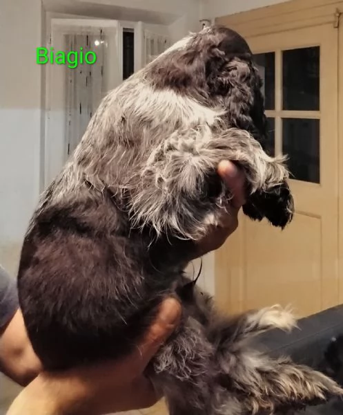 Cocker Spaniel Inglese Blu Roano  | Foto 4