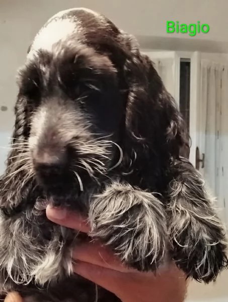 Cocker Spaniel Inglese Blu Roano 