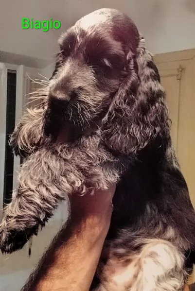 Cocker Spaniel Inglese Blu Roano  | Foto 3