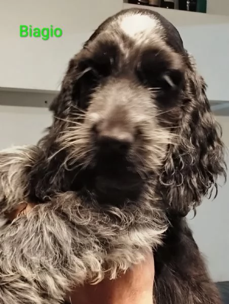 Cocker Spaniel Inglese Blu Roano  | Foto 2