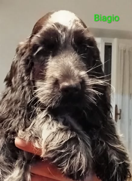 Cocker Spaniel Inglese Blu Roano  | Foto 1