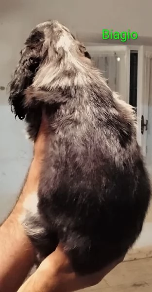 Cocker Spaniel Inglese Blu Roano  | Foto 0