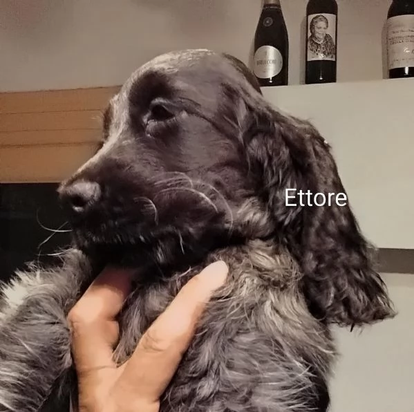 Cocker Spaniel Inglese Blu Roano 