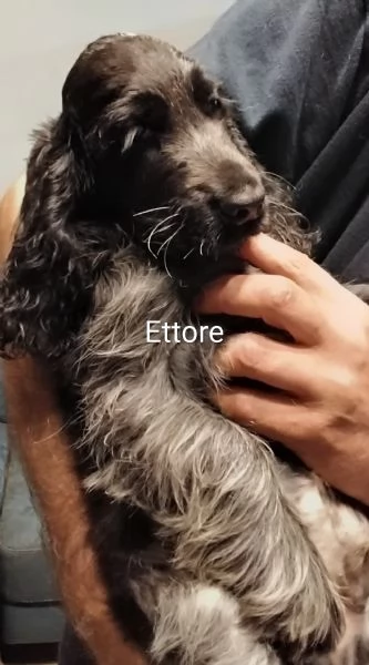 Cocker Spaniel Inglese Blu Roano  | Foto 5
