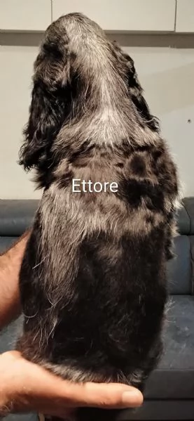 Cocker Spaniel Inglese Blu Roano  | Foto 4