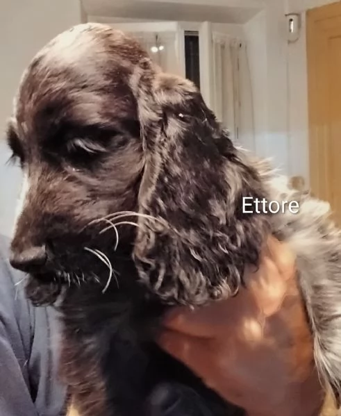 Cocker Spaniel Inglese Blu Roano  | Foto 3
