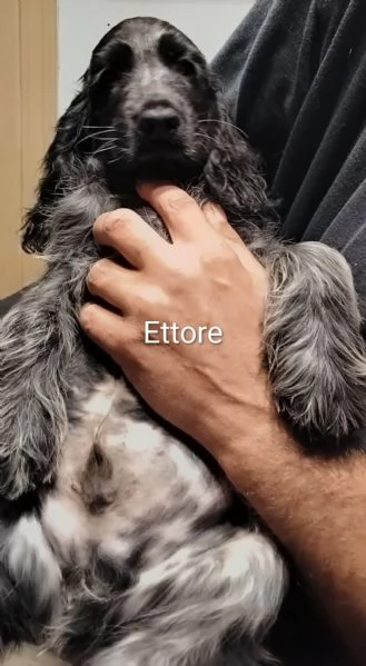 Cocker Spaniel Inglese Blu Roano  | Foto 2