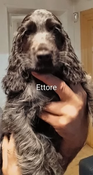 Cocker Spaniel Inglese Blu Roano  | Foto 1