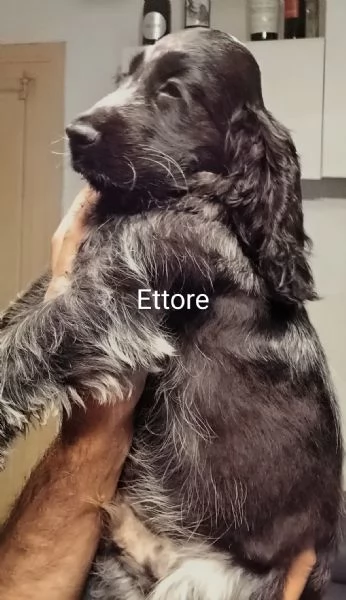 Cocker Spaniel Inglese Blu Roano  | Foto 0