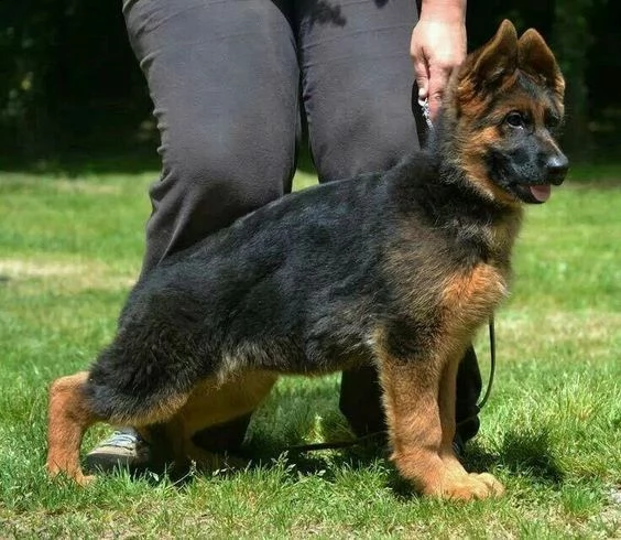 elegante, stupendo cucciolo di pastore tedesco