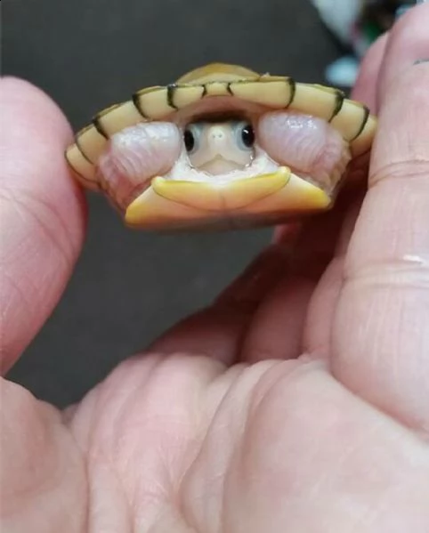 adorabile tartaruga in vendita in italia il mondo delle tartarughe 