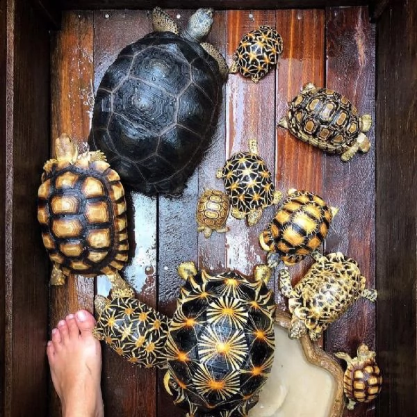 adorabile tartaruga in vendita in italia il mondo delle tartarughe  | Foto 0