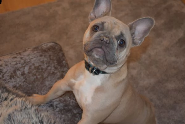 sono lieto di annunciare che ho a disposizione cuccioli di bulldog inglese | Foto 3