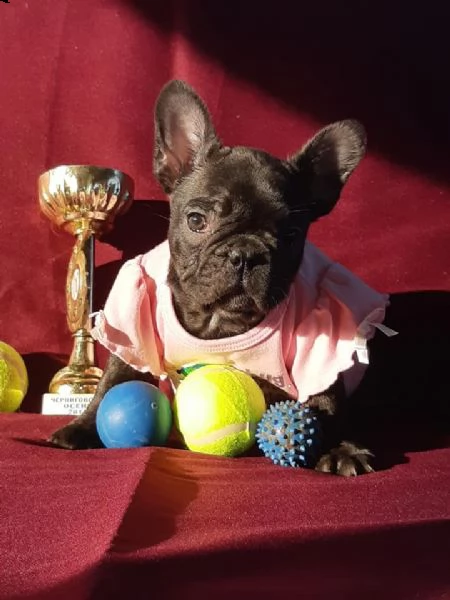 sono lieto di annunciare che ho a disposizione cuccioli di bulldog inglese | Foto 2