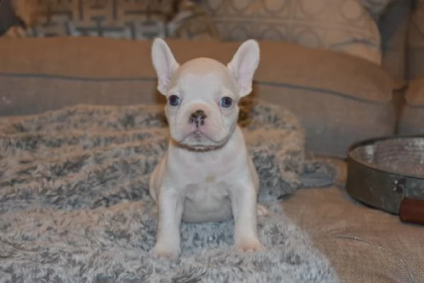 sono lieto di annunciare che ho a disposizione cuccioli di bulldog inglese