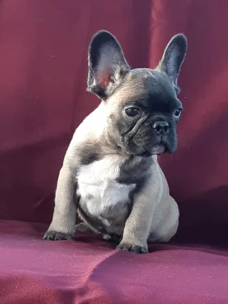 sono lieto di annunciare che ho a disposizione cuccioli di bulldog inglese | Foto 1