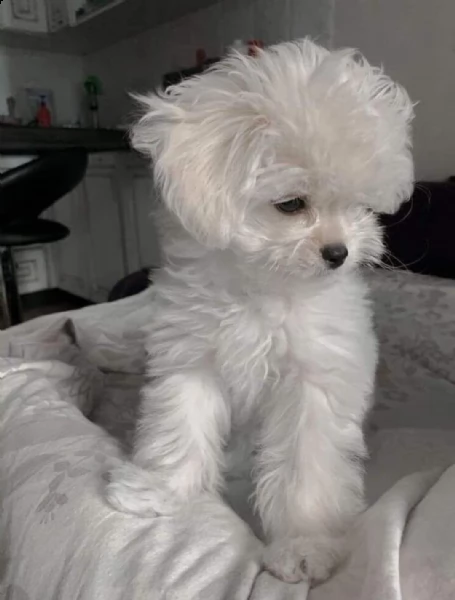 regalo maltese toy ,,,,,  | Foto 0