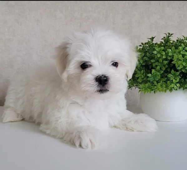 regalo maltese toy ,,,,, 