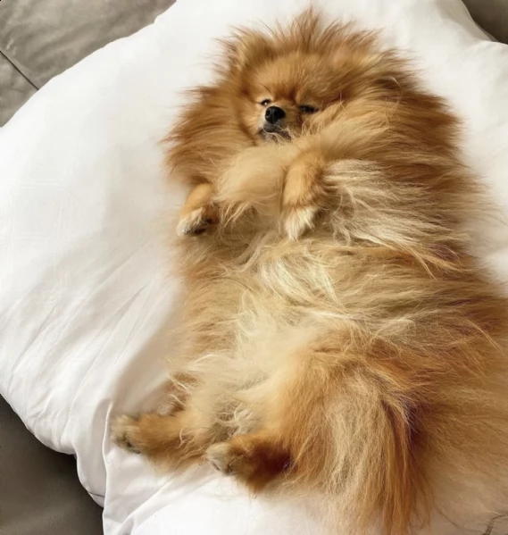 pomeranian puppies  | Foto 0