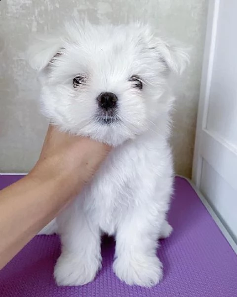 cuccioli di maltesi  | Foto 2