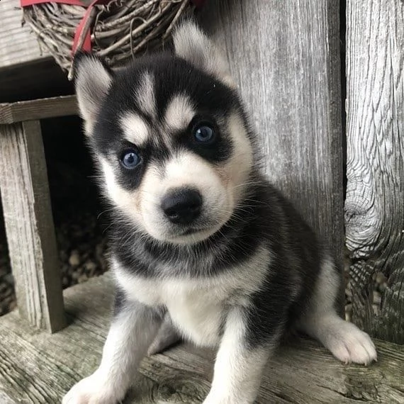 cuccioli di husky siberiano | Foto 0