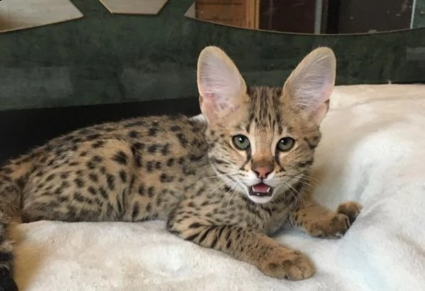 disponibili cuccioli della savana | Foto 0