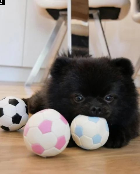  preziosi cuccioli di pomerania in adozione/' | Foto 0