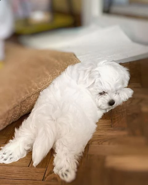  regalo maltese toy maschio e femmina))