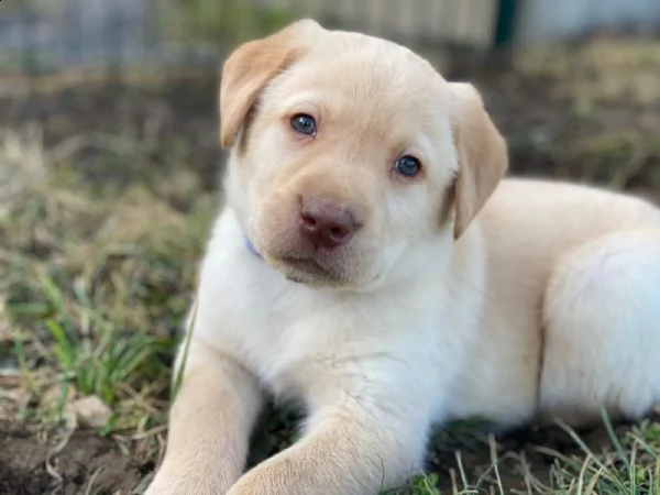 cuccioli di labrador crema e cioccolato | Foto 2
