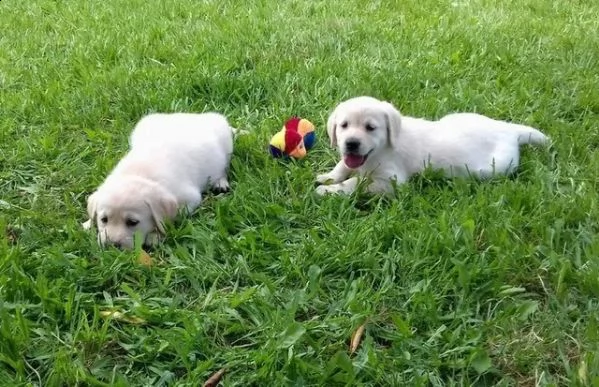 cuccioli di labrador crema e cioccolato | Foto 1