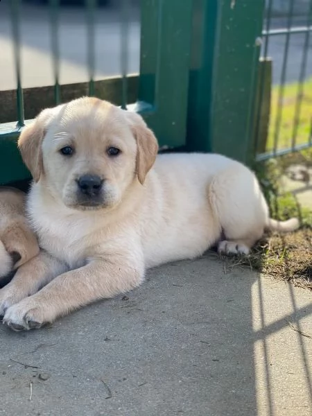 cuccioli di labrador crema e cioccolato | Foto 0