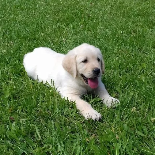 cuccioli di labrador crema e cioccolato