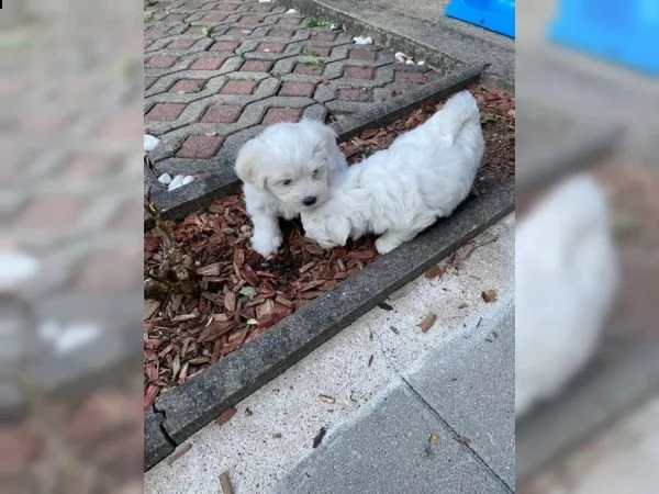  disponibili cuccioli maltesi toy (tre) | Foto 4