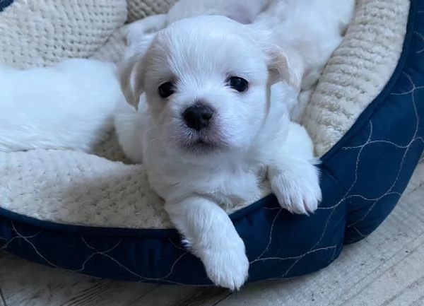  disponibili cuccioli maltesi toy (tre) | Foto 3