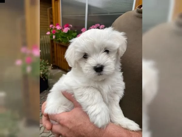 disponibili cuccioli maltesi toy (tre)