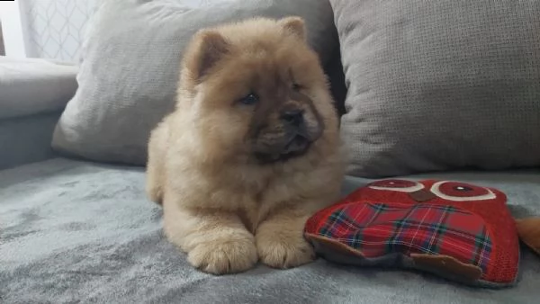 chow chow cuccioli disponibili | Foto 0