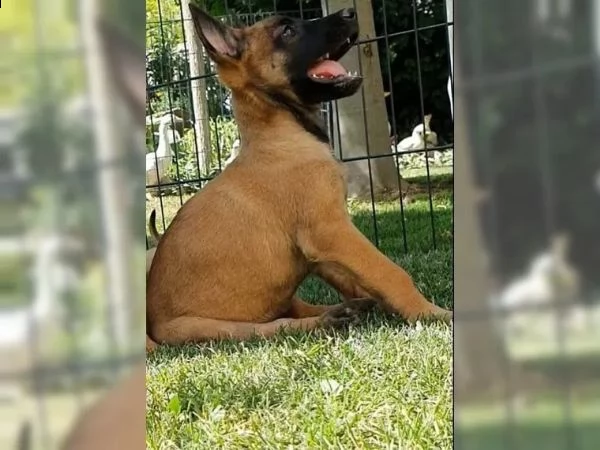 cuccioli pastore belga malinois maschio e femmina | Foto 4