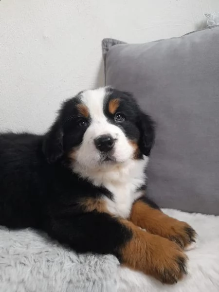 meravigliosi cuccioli di bavaro del bernese | Foto 5