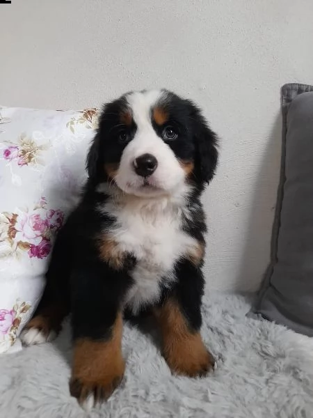 meravigliosi cuccioli di bavaro del bernese | Foto 4