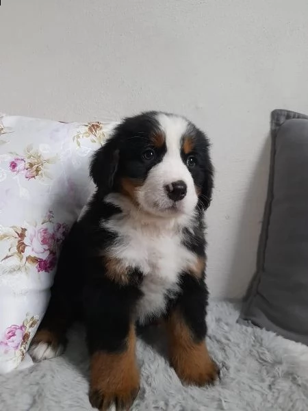 meravigliosi cuccioli di bavaro del bernese | Foto 3
