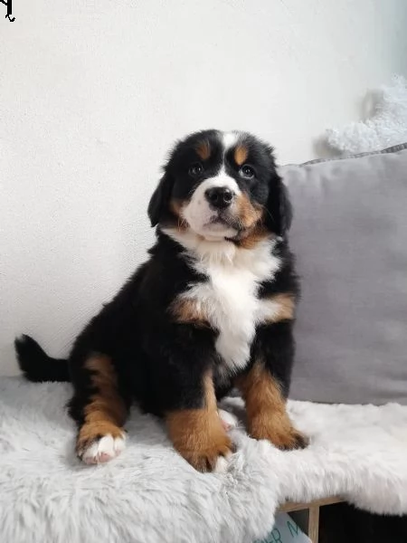 meravigliosi cuccioli di bavaro del bernese | Foto 2