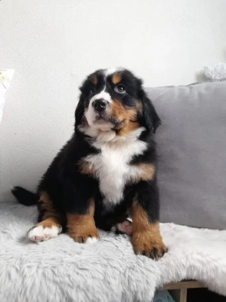 meravigliosi cuccioli di bavaro del bernese | Foto 1